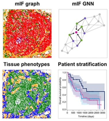 Spatial Tissue Phenotyping in NSCLC